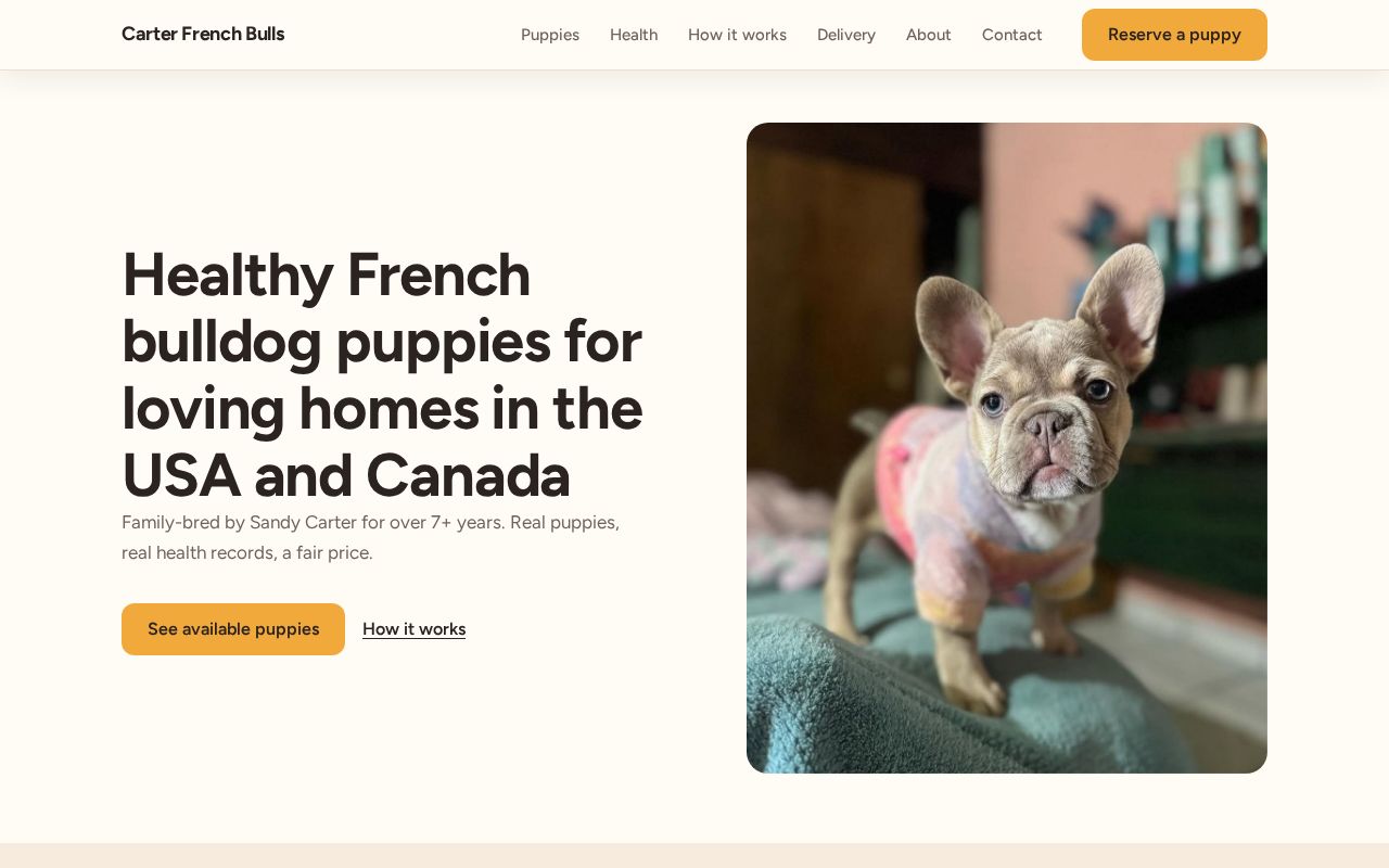 Preview of French bulldog puppies for sale