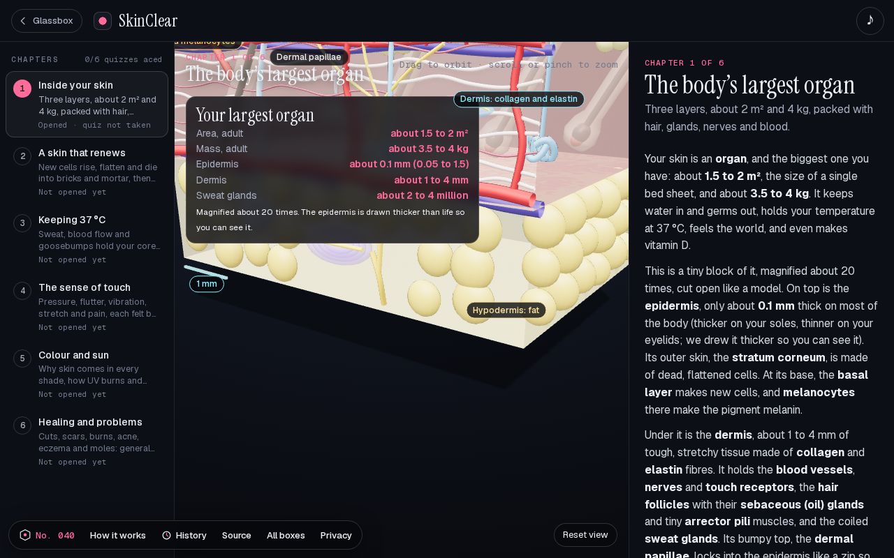Preview of SkinClear: How does the skin work?