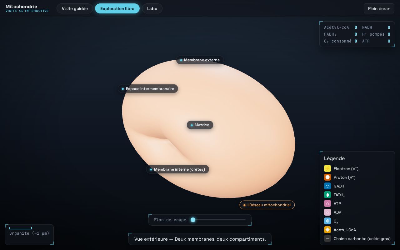 Preview of Mitochondrie 3d