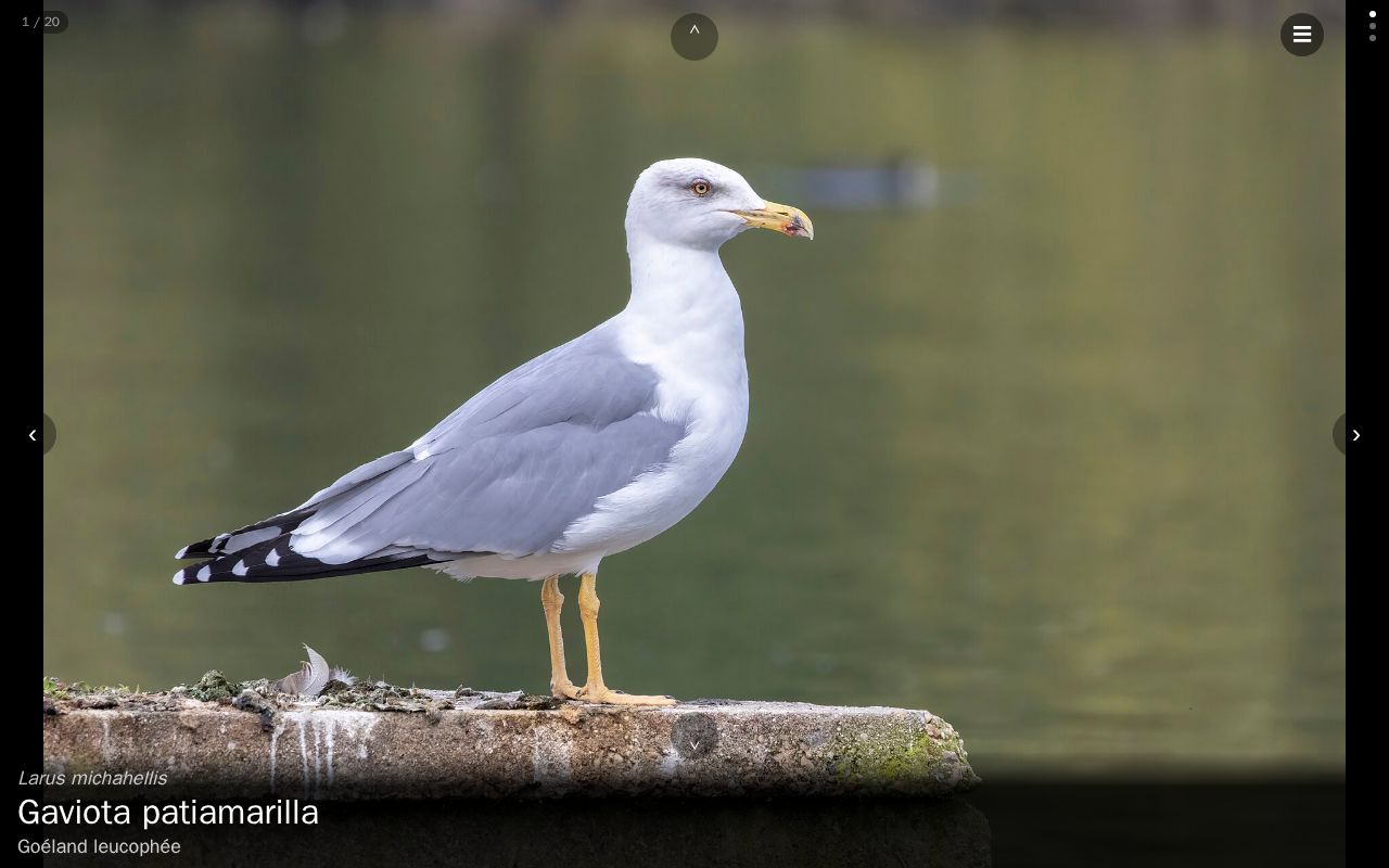 Preview of Pajaros