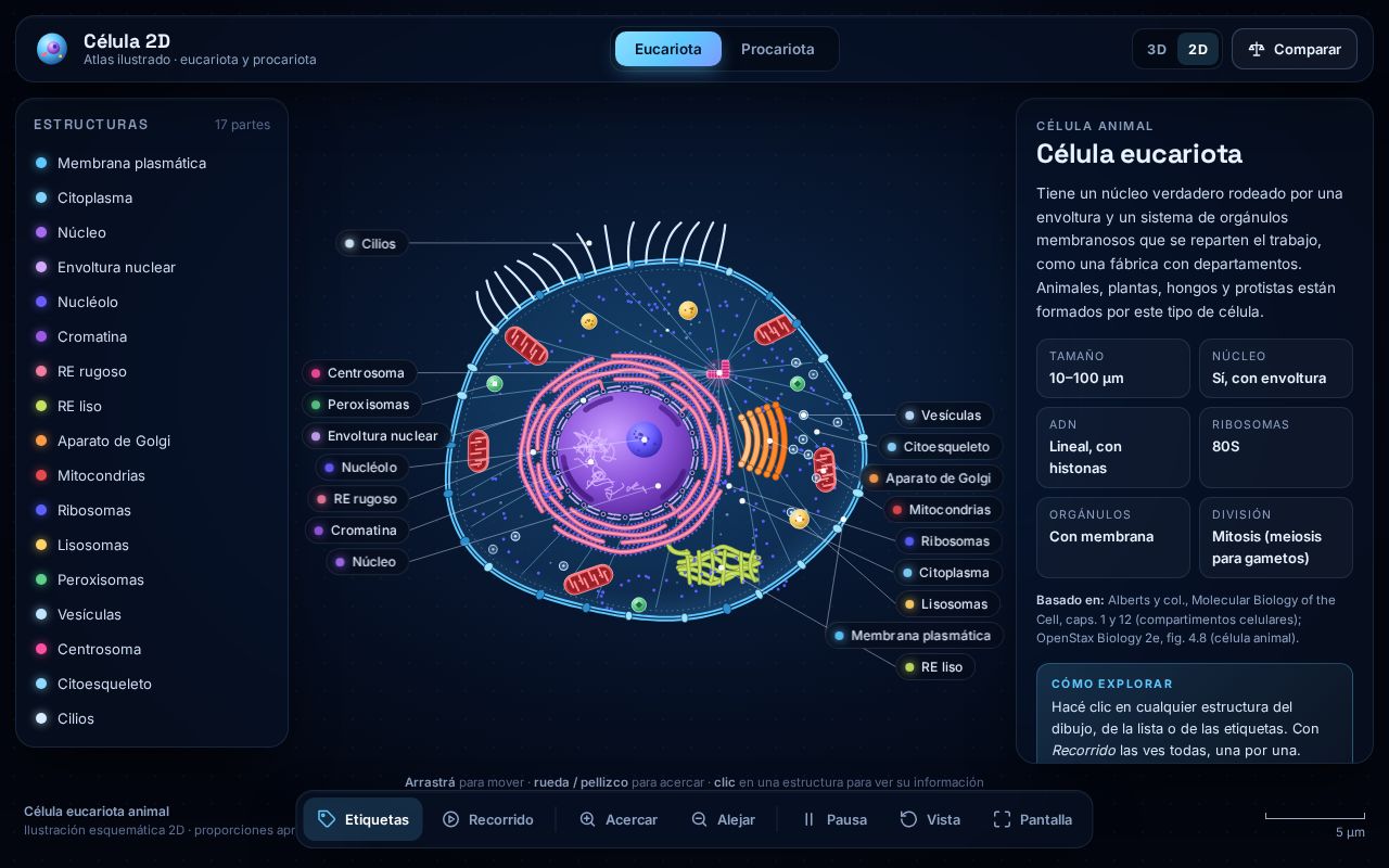 Preview of Celula