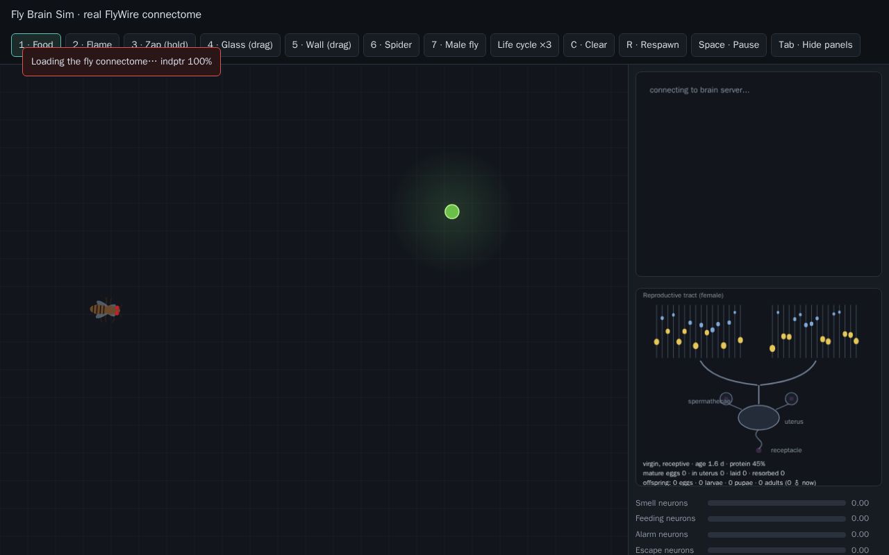 Preview of Fly Brain Sim