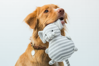 Preview of PetBuddy