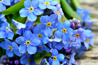 Preview of Forget me not