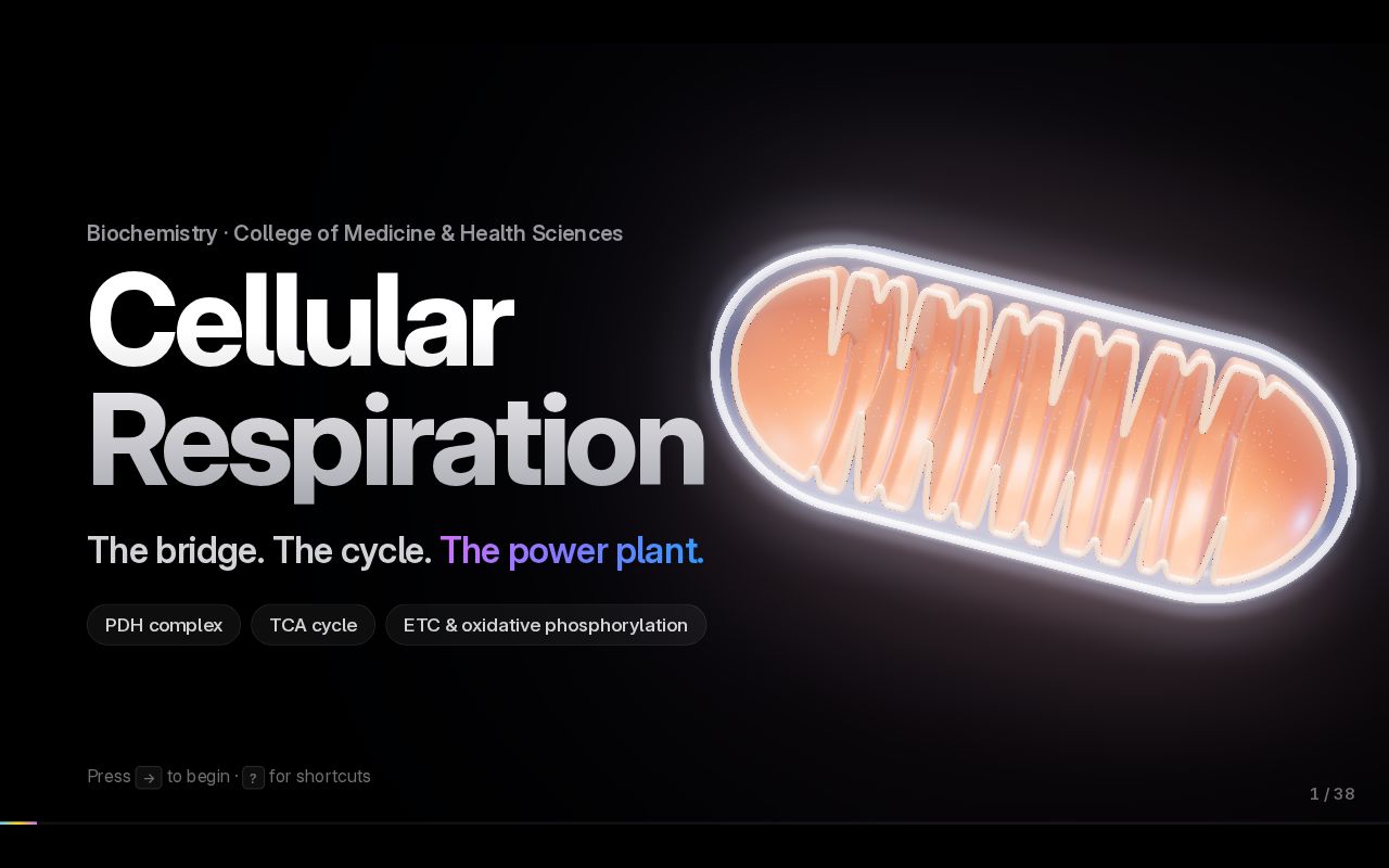 Preview of Cellular Respiration