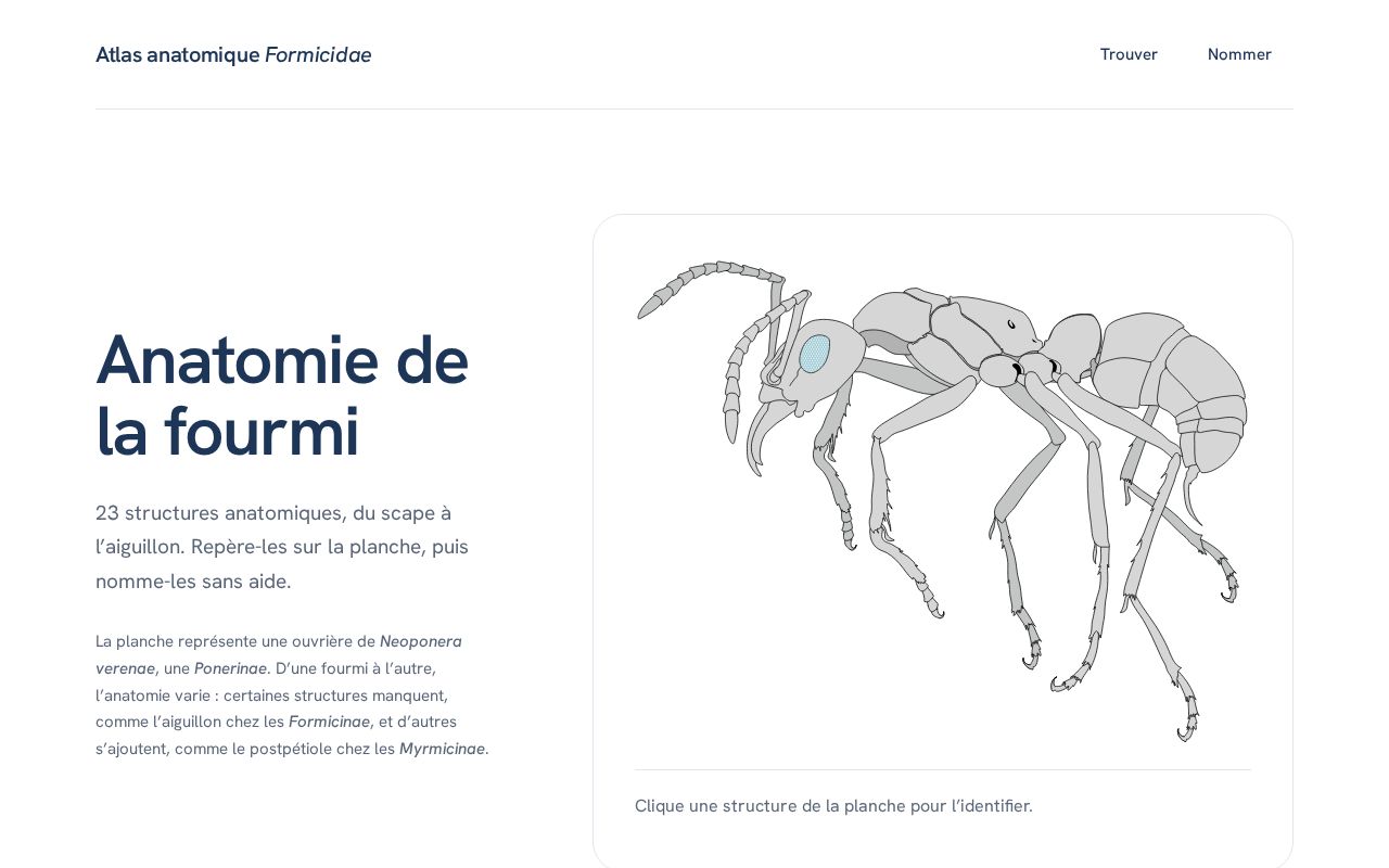 Preview of Ant Anatomy