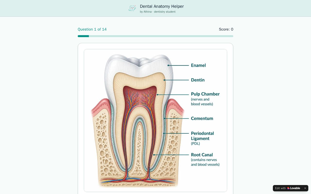 Preview of Dental Anatomy Helper by Athina