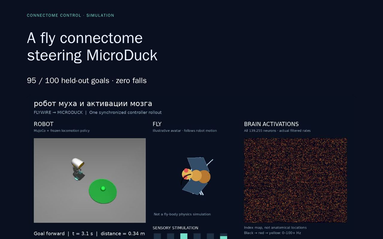 Preview of FlyWire MicroDuck