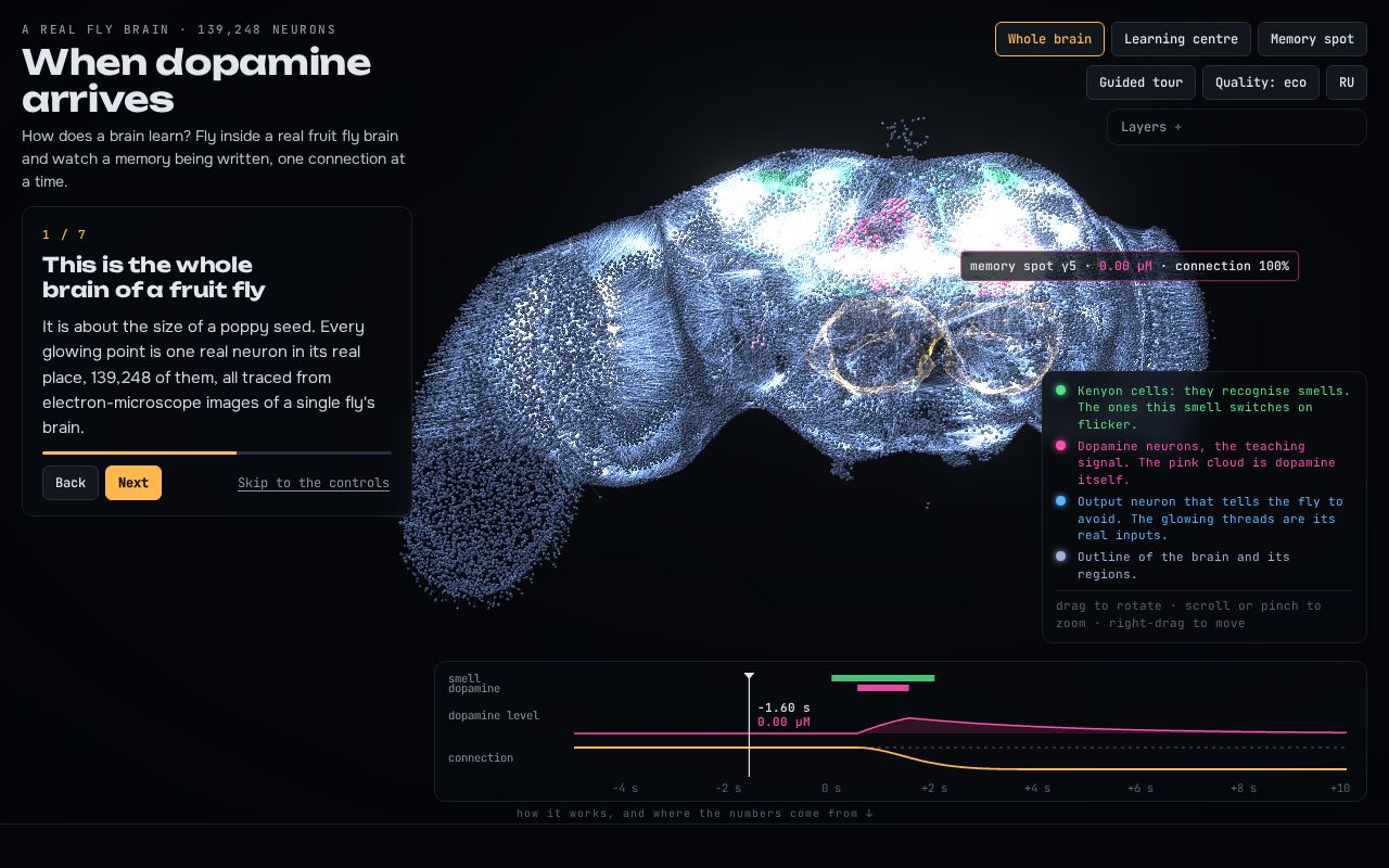Preview of Fly Neuromod